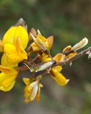 Fotografia da espécie Adenocarpus lainzii