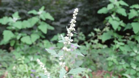 Fotografia da espécie Chenopodium opulifolium