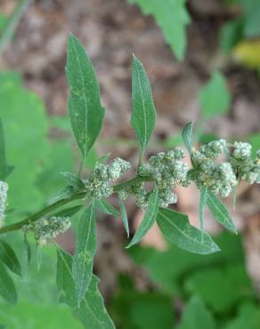 Fotografia 16 da espécie Chenopodium opulifolium no Jardim Botânico UTAD