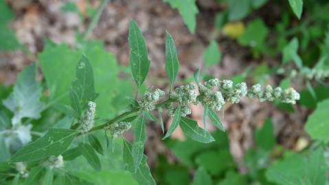 Fotografia da espécie Chenopodium opulifolium