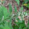 Fotografia 16 da espécie Chenopodium opulifolium do Jardim Botânico UTAD