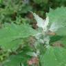 Fotografia 17 da espécie Chenopodium opulifolium do Jardim Botânico UTAD