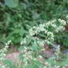 Fotografia 18 da espécie Chenopodium opulifolium do Jardim Botânico UTAD