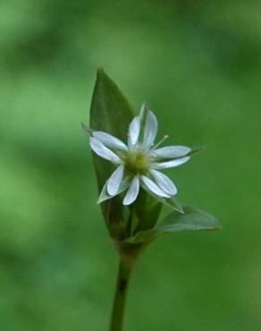 Fotografia 14 da espécie Stellaria alsine no Jardim Botânico UTAD