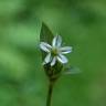 Fotografia 14 da espécie Stellaria alsine do Jardim Botânico UTAD