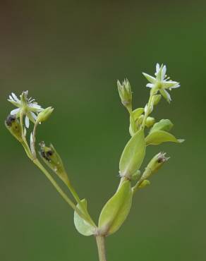 Fotografia 15 da espécie Stellaria alsine no Jardim Botânico UTAD