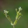 Fotografia 15 da espécie Stellaria alsine do Jardim Botânico UTAD