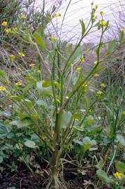 Fotografia da espécie Ranunculus ophioglossifolius