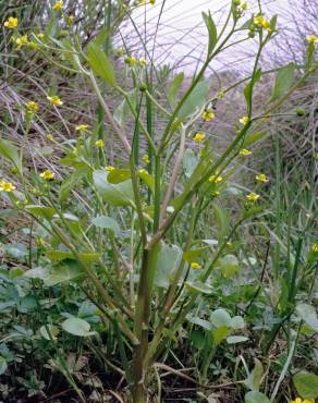 Fotografia 1 da espécie Ranunculus ophioglossifolius no Jardim Botânico UTAD