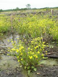 Fotografia da espécie Ranunculus ophioglossifolius