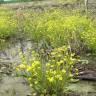 Fotografia 6 da espécie Ranunculus ophioglossifolius do Jardim Botânico UTAD