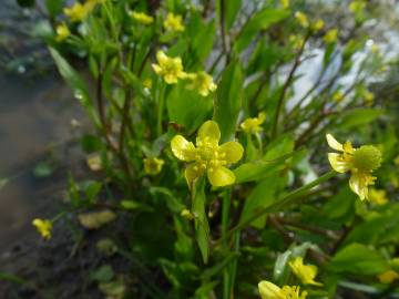 Fotografia da espécie Ranunculus ophioglossifolius