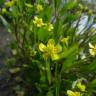 Fotografia 7 da espécie Ranunculus ophioglossifolius do Jardim Botânico UTAD