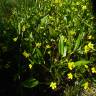 Fotografia 8 da espécie Ranunculus ophioglossifolius do Jardim Botânico UTAD
