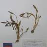 Fotografia de herbário 1 da espécie Ranunculus ophioglossifolius no Jardim Botânico UTAD