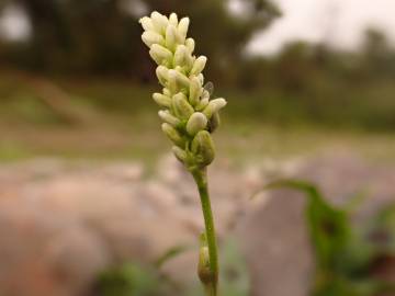 Fotografia da espécie Polygonum lapathifolium