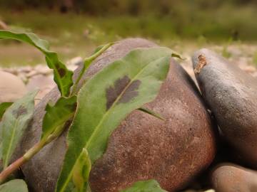 Fotografia da espécie Polygonum lapathifolium