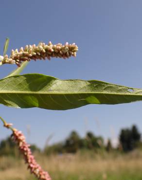 Fotografia 17 da espécie Polygonum lapathifolium no Jardim Botânico UTAD