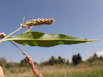 Fotografia da espécie Polygonum lapathifolium