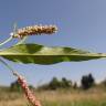 Fotografia 17 da espécie Polygonum lapathifolium do Jardim Botânico UTAD