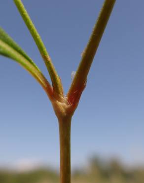 Fotografia 18 da espécie Polygonum lapathifolium no Jardim Botânico UTAD