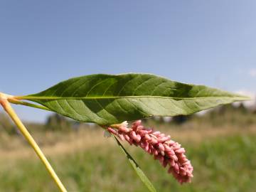 Fotografia da espécie Polygonum lapathifolium