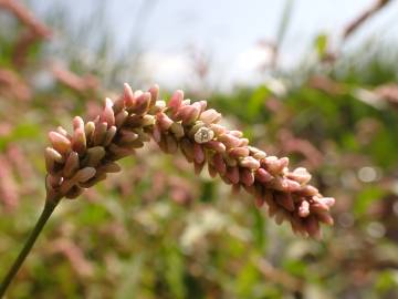 Fotografia da espécie Polygonum lapathifolium