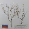 Fotografia de herbário 1 da espécie Ranunculus flammula no Jardim Botânico UTAD