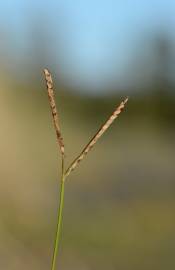 Fotografia da espécie Paspalum distichum