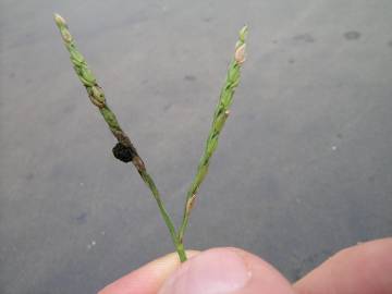 Fotografia da espécie Paspalum distichum