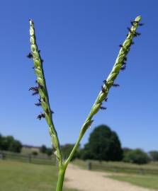 Fotografia da espécie Paspalum distichum