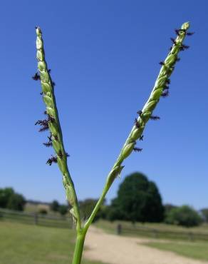 Fotografia 5 da espécie Paspalum distichum no Jardim Botânico UTAD