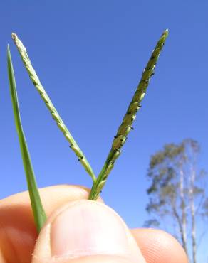 Fotografia 4 da espécie Paspalum distichum no Jardim Botânico UTAD