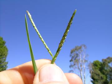 Fotografia da espécie Paspalum distichum