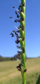 Fotografia da espécie Paspalum distichum