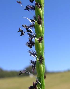 Fotografia 3 da espécie Paspalum distichum no Jardim Botânico UTAD