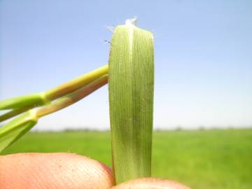 Fotografia da espécie Paspalum distichum