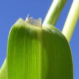 Fotografia da espécie Paspalum distichum