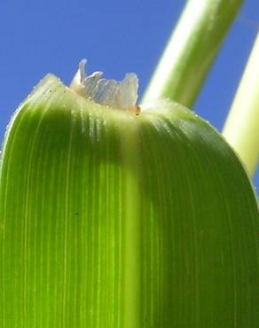 Fotografia 1 da espécie Paspalum distichum no Jardim Botânico UTAD