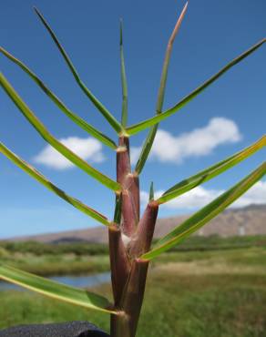 Fotografia 1 da espécie Paspalum vaginatum no Jardim Botânico UTAD