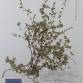 Fotografia 1 de herbário da espécie Thymus pulegioides no Jardim Botânico UTAD
