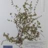 Fotografia de herbário 1 da espécie Thymus pulegioides no Jardim Botânico UTAD