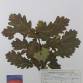 Fotografia 1 de herbário da espécie Quercus orocantabrica x petraea no Jardim Botânico UTAD