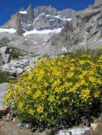 Fotografia da espécie Saxifraga aizoides