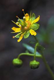 Fotografia da espécie Saxifraga aizoides