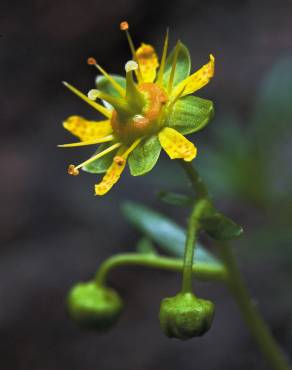 Fotografia 3 da espécie Saxifraga aizoides no Jardim Botânico UTAD