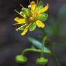 Fotografia 3 da espécie Saxifraga aizoides do Jardim Botânico UTAD