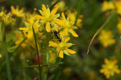 Fotografia da espécie Saxifraga aizoides