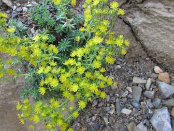 Fotografia da espécie Saxifraga aizoides