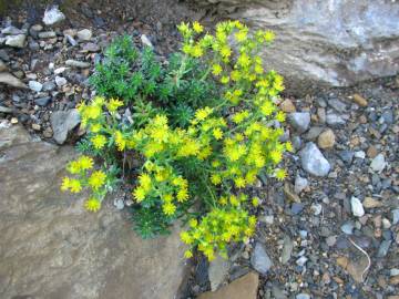 Fotografia da espécie Saxifraga aizoides